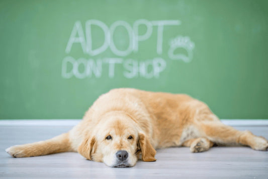 biszkoptowy pies leżący na podłodze