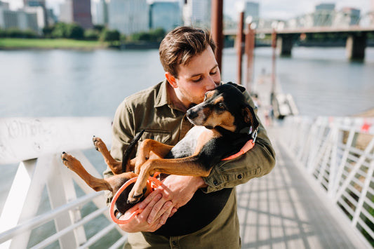 Petsitting: Opieka nad pupilem podczas Twojej nieobecności