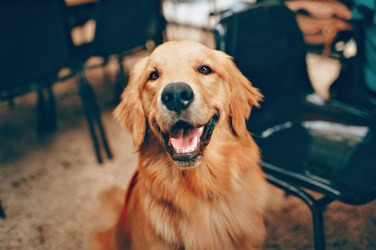 pies golden retriever