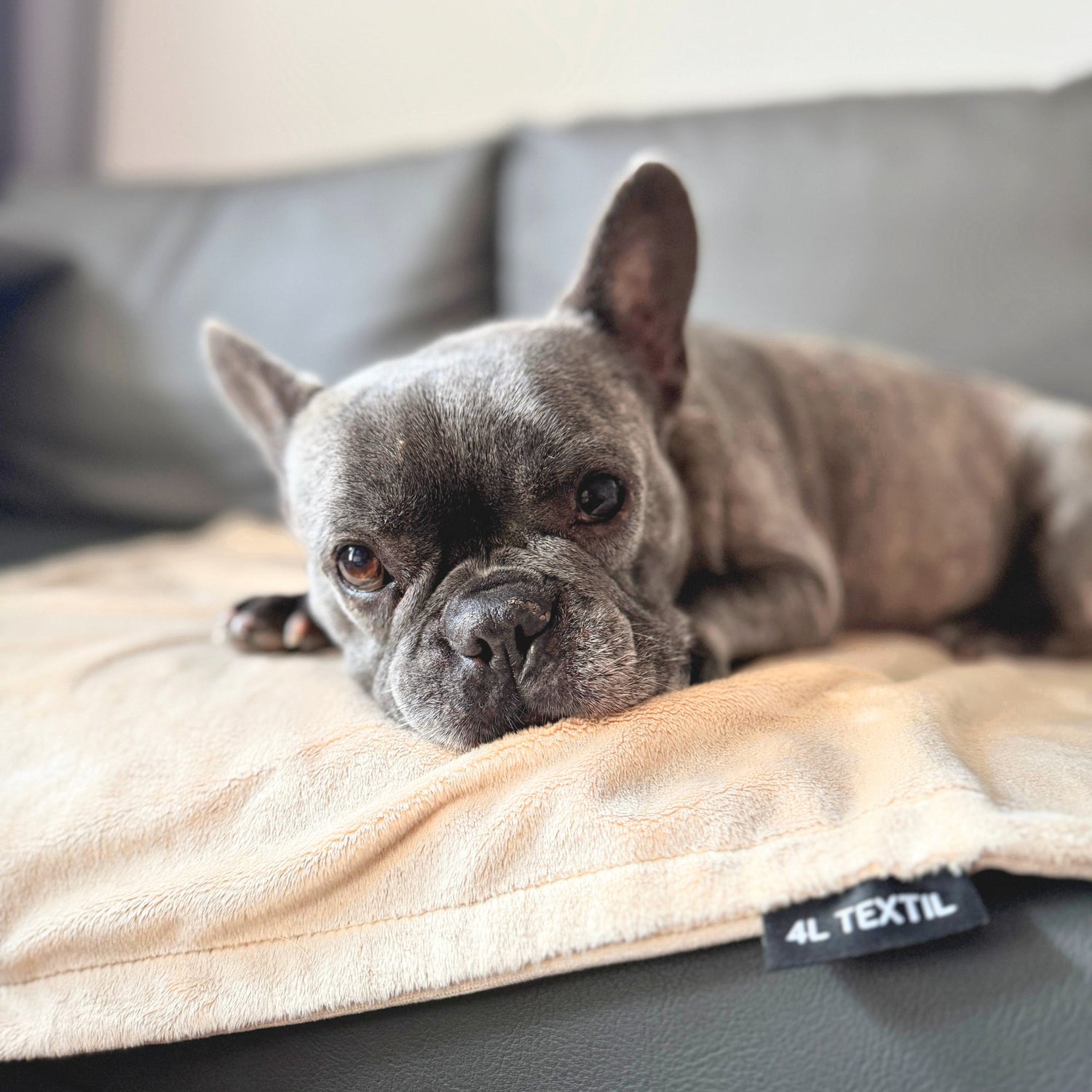 Pokrowce na legowiska i kocyki