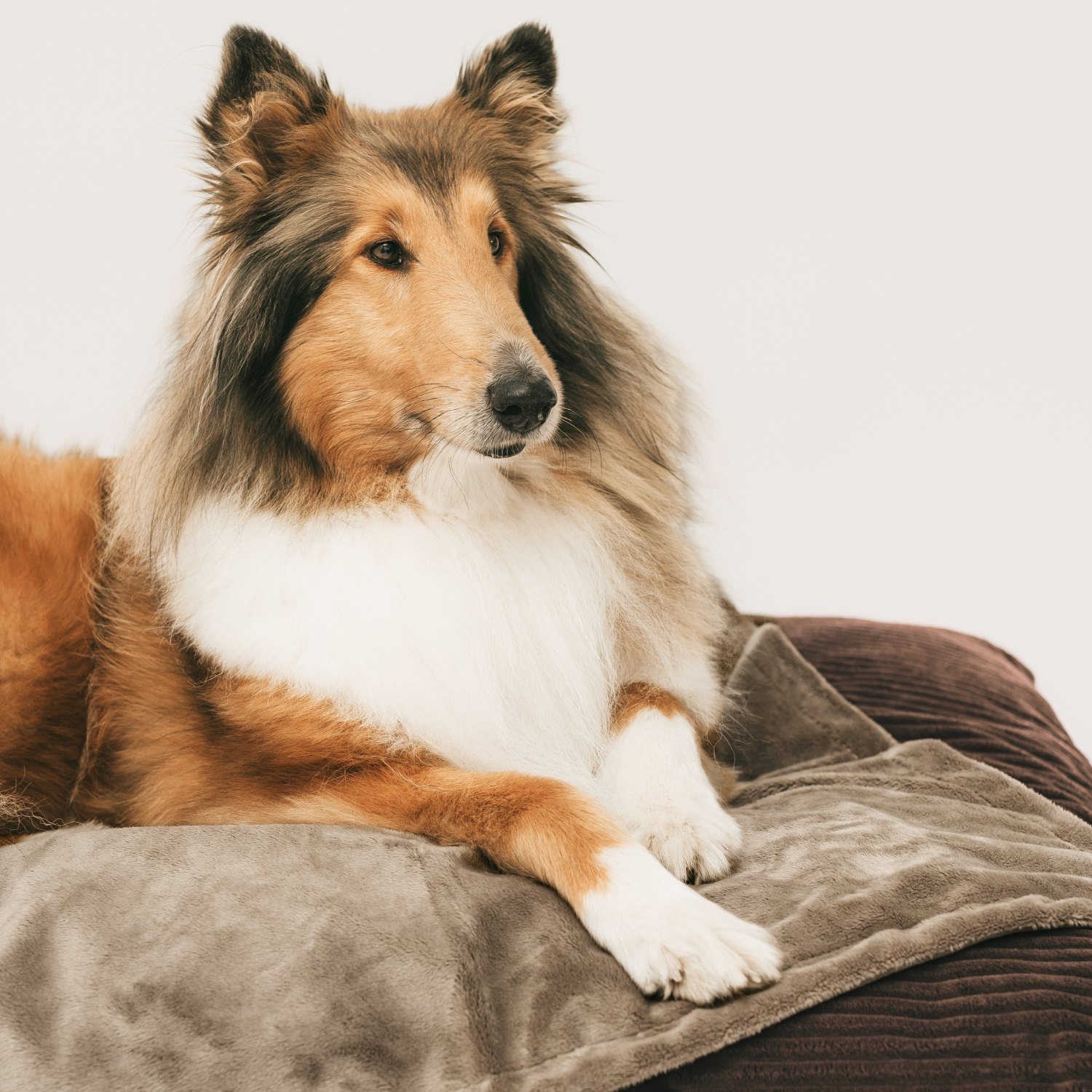 Przytulny koc dla psa lub kota