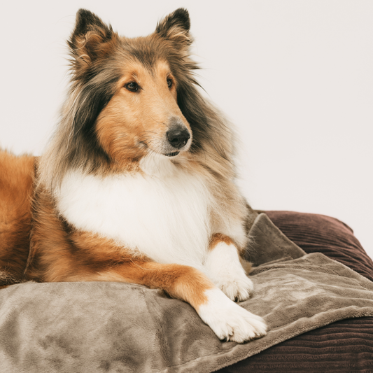 Przytulny koc dla psa lub kota