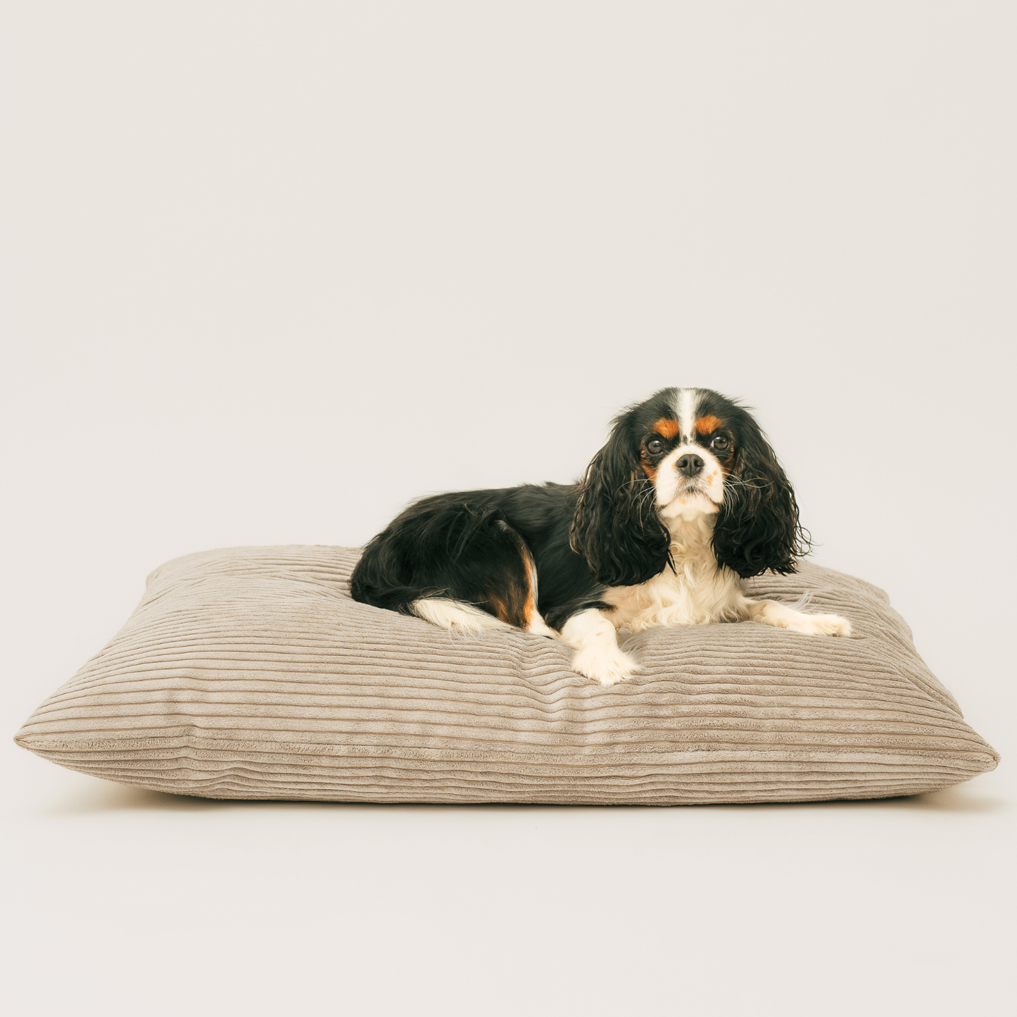 Poduszka dla psa ze sztruksu MOLLY