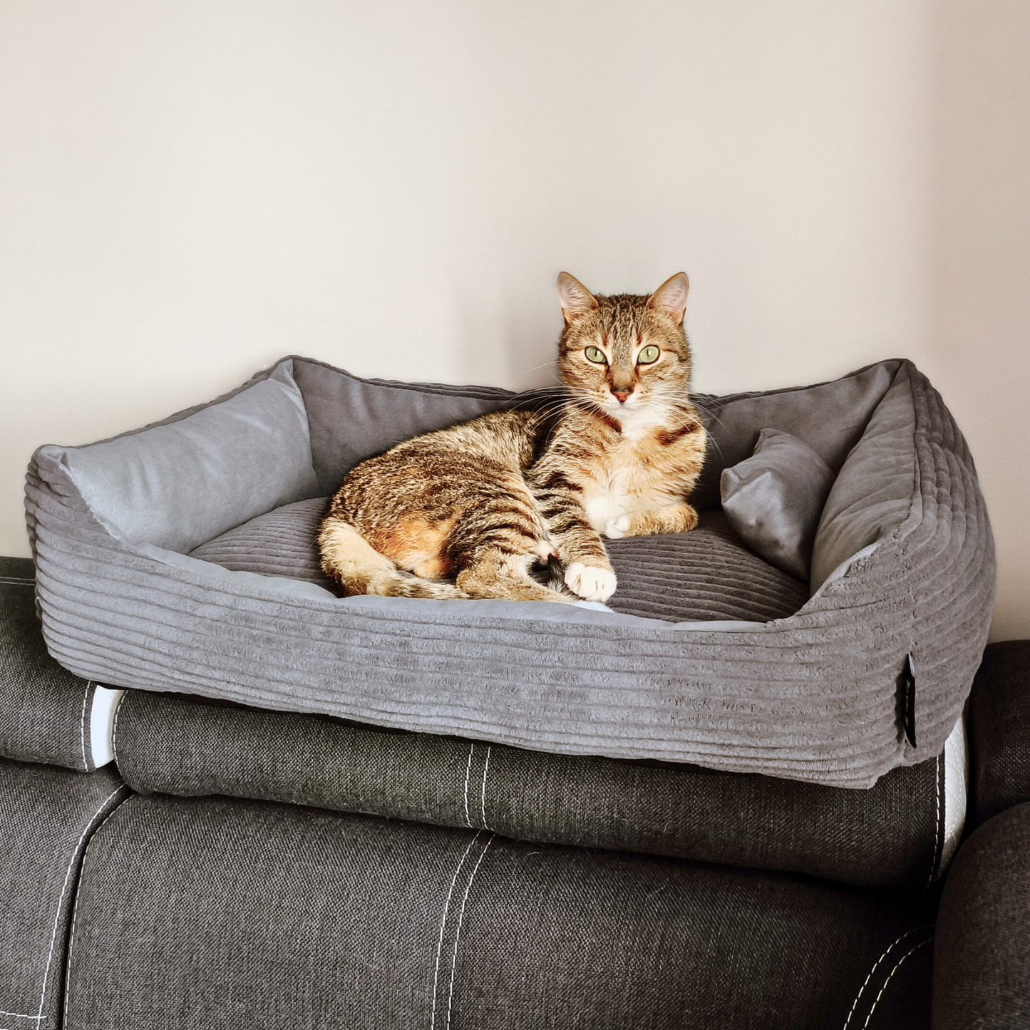 Sztruksowe legowisko dla kota MOLLY